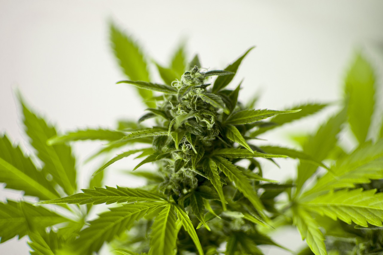 最新款毛豆Y的特點及應(yīng)用場景解析