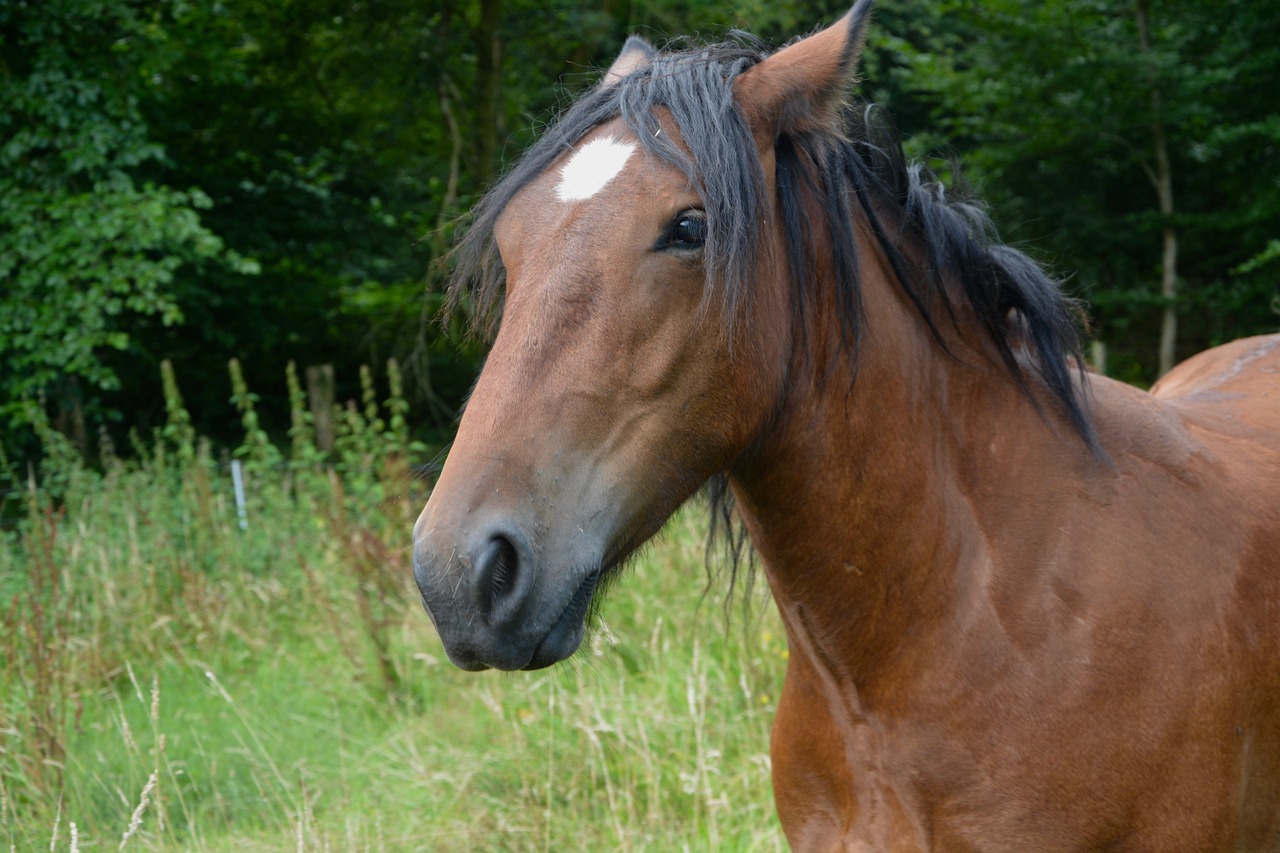 2024澳門特馬今晚開獎116期,拓展式解釋落實方法_試驗型96.688