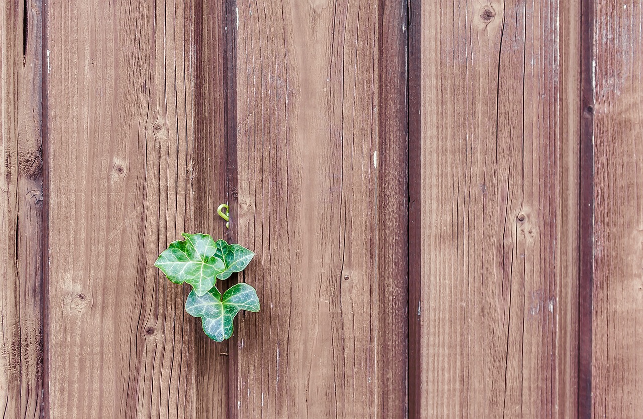 最新金彈子下山樁圖片及欣賞與種植指南